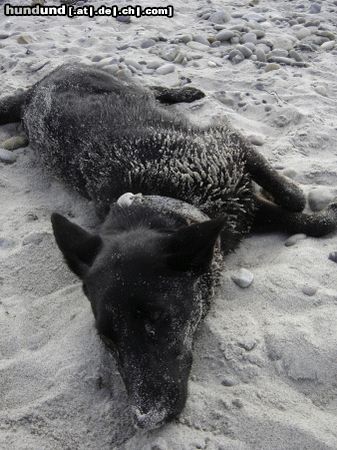 Deutscher Schäferhund Schwarzer langhaariger Schlag Hunde Foto 17881 Deutscher Schäferhund Schwarzer langhaariger Schlag So kann es einem gut gehen...