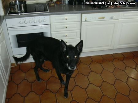 Deutscher Schäferhund Schwarzer langhaariger Schlag Hunde Foto 11333 Deutscher Schäferhund Schwarzer langhaariger Schlag Honk (12)