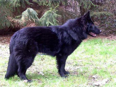 Deutscher Schäferhund Schwarzer langhaariger Schlag Hunde Foto 32078 in höherer Auflösung ansehen Deutscher Schäferhund Schwarzer langhaariger Schlag unsere Aliya