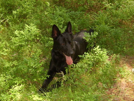 Deutscher Schäferhund Schwarzer langhaariger Schlag