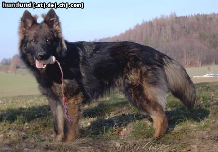 Deutscher Schäferhund Schwarzer langhaariger Schlag Hunde Foto 9628 Deutscher Schäferhund Schwarzer langhaariger Schlag Franjo vom alten Wingertshaus