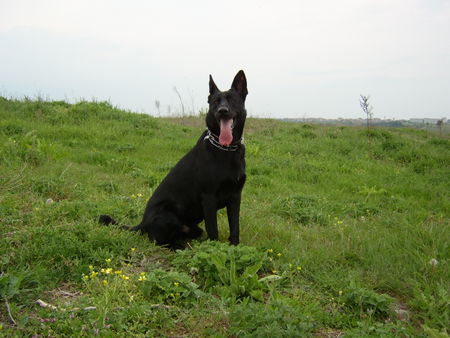 Deutscher Schäferhund Schwarzer langhaariger Schlag MURDJO