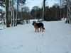 Deutscher Schäferhund Schwarzer langhaariger Schlag Foto: ich bin hinten nicht tiefergelegt (ID 33240) Deutscher Schäferhund Schwarzer langhaariger Schlag Hund