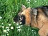 Deutscher Schäferhund Schwarzer langhaariger Schlag Foto: ist das ein Leben? Die Wiese mit Klee und Gänseblümchen und ich mittendrin (ID 33245) Deutscher Schäferhund Schwarzer langhaariger Schlag Hund