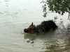 Deutscher Schäferhund Schwarzer langhaariger Schlag Foto: irgendwie läßt sich das nasse Zeug nicht abschütteln... (ID 33242) Deutscher Schäferhund Schwarzer langhaariger Schlag Hund