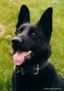 Deutscher Schäferhund Schwarzer langhaariger Schlag Foto: BAK ist ein sehr schönder Diensthund (Drogenschnüffler). Sehr libe und neugierig. (ID 1976) Deutscher Schäferhund Schwarzer langhaariger Schlag Hund