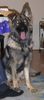 Deutscher Schäferhund Schwarzer langhaariger Schlag Foto: Chiara vom Gralla See im alter von 7 Mon. (ID 18049) Deutscher Schäferhund Schwarzer langhaariger Schlag Hund