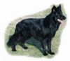 Deutscher Schäferhund Schwarzer langhaariger Schlag Foto: Lackschwarzer Altdeutscher Schäferhundrüde (ID 3176) Deutscher Schäferhund Schwarzer langhaariger Schlag Hund