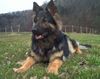 Deutscher Schäferhund Schwarzer langhaariger Schlag Foto: Hassja vom Oesederberg (ID 9627) Deutscher Schäferhund Schwarzer langhaariger Schlag Hund