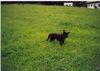 Deutscher Schäferhund Schwarzer langhaariger Schlag Foto: Schäferhündin Kimba mit 3 Monaten (ID 6615) Deutscher Schäferhund Schwarzer langhaariger Schlag Hund