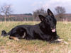 Deutscher Schäferhund Schwarzer langhaariger Schlag Foto: Larry von der Sägmühle - gross, kräftig, sportlich und wirklich extrem intelligent! Wie sein Herr... ;-) (ID 30811) Deutscher Schäferhund Schwarzer langhaariger Schlag Hund