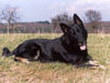 Deutscher Schäferhund Schwarzer langhaariger Schlag Hund