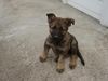 Deutscher Schäferhund Schwarzer langhaariger Schlag Foto: Chicca vom scharmeder land Noch gaaanz klein! (ID 9765) Deutscher Schäferhund Schwarzer langhaariger Schlag Hund