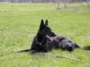 Deutscher Schäferhund Schwarzer langhaariger Schlag Foto: Schäferhündin IVY (ID 14039) Deutscher Schäferhund Schwarzer langhaariger Schlag Hund