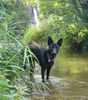 Deutscher Schäferhund Schwarzer langhaariger Schlag Hund