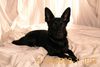 Deutscher Schäferhund Schwarzer langhaariger Schlag Foto: Anny mit ca. 2 Jahren - ein Findling!!! - (ID 17667) Deutscher Schäferhund Schwarzer langhaariger Schlag Hund
