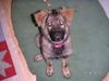 Deutscher Schäferhund Schwarzer langhaariger Schlag Foto: Chiara vom Gralla See mit 14 Wochen (ID 14580) Deutscher Schäferhund Schwarzer langhaariger Schlag Hund