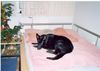 Deutscher Schäferhund Schwarzer langhaariger Schlag Foto: Schäferhündin Kimba mit 8 Monaten zu ihrer Lieblingsjahreszeit ;-) (ID 13477) Deutscher Schäferhund Schwarzer langhaariger Schlag Hund