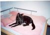 Deutscher Schäferhund Schwarzer langhaariger Schlag Foto: Schäferhündin Kimba mit 8 Monaten (ID 13476) Deutscher Schäferhund Schwarzer langhaariger Schlag Hund