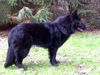 Deutscher Schäferhund Schwarzer langhaariger Schlag Hund