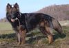 Deutscher Schäferhund Schwarzer langhaariger Schlag Foto: Franjo vom alten Wingertshaus (ID 9628) Deutscher Schäferhund Schwarzer langhaariger Schlag Hund