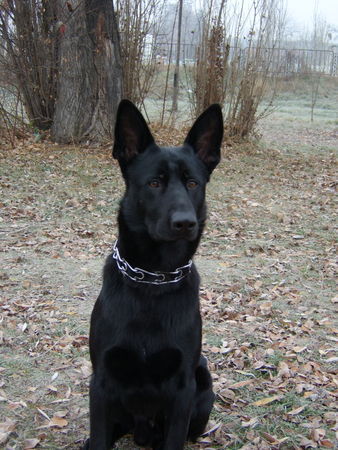 Deutscher Schäferhund Schwarzer langhaariger Schlag Hunde Foto 33332 in höherer Auflösung ansehen Deutscher Schäferhund Schwarzer langhaariger Schlag