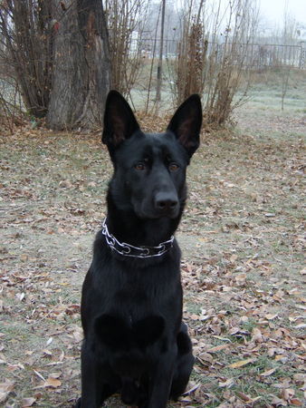 Deutscher Schäferhund Schwarzer langhaariger Schlag