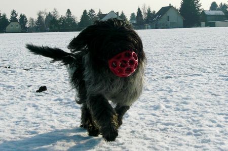 Schapendoes Espandrillo und sein Liebling, der Ball