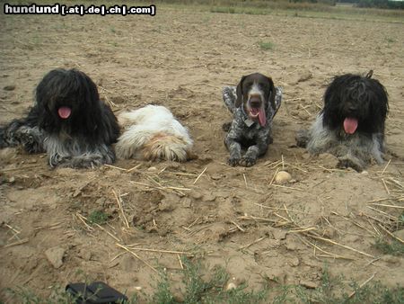Schapendoes Hunde Foto 5781 Schapendoes