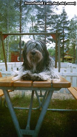 Schapendoes Hunde Foto 18532 in höherer Auflösung ansehen Schapendoes Amber