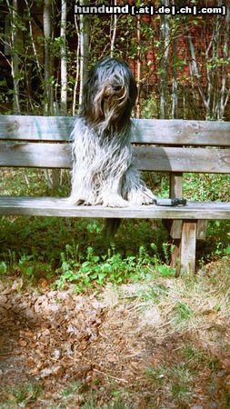 Schapendoes Hunde Foto 18533 in höherer Auflösung ansehen Schapendoes Amber