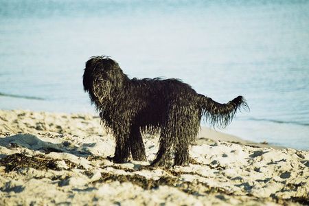 Schapendoes Charlie (zehn Monate) gebadet und gepudert