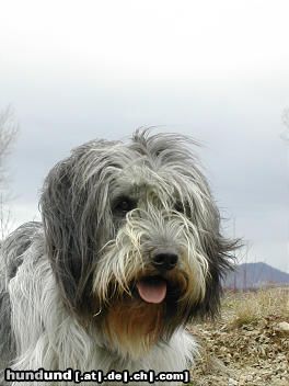 Schapendoes Hunde Foto 15286 in höherer Auflösung ansehen Schapendoes