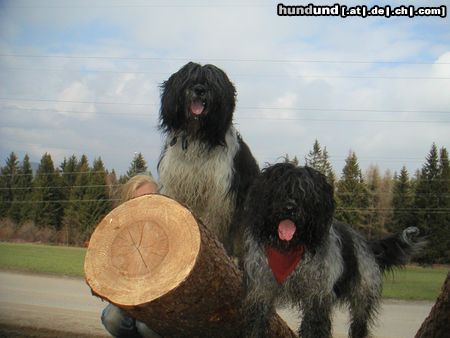 Schapendoes Hunde Foto 10632 Schapendoes Espandrillo und Hobie of Magic Dog Garden