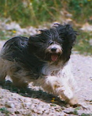 Schapendoes Hunde Foto 1070 Schapendoes