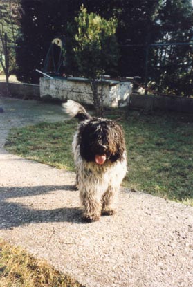 Schapendoes Hunde Foto 436 Schapendoes Espandrillo