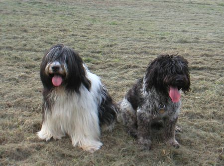 Schapendoes Hunde Foto 1066 Schapendoes