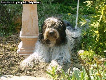Schapendoes Hunde Foto 10960 Schapendoes Joschie of Aiden Rud