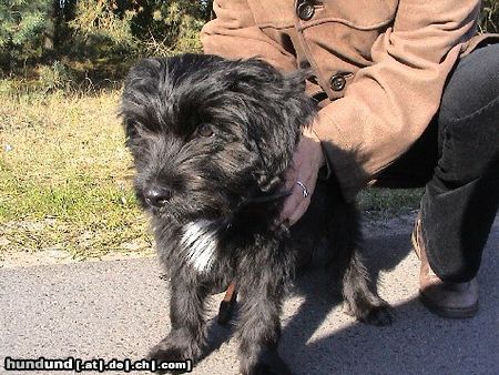 Schapendoes Hunde Foto 16931 in höherer Auflösung ansehen Schapendoes Ole