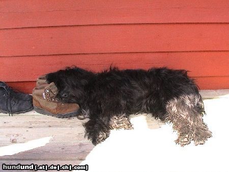 Schapendoes Hunde Foto 16929 in höherer Auflösung ansehen Schapendoes Ole