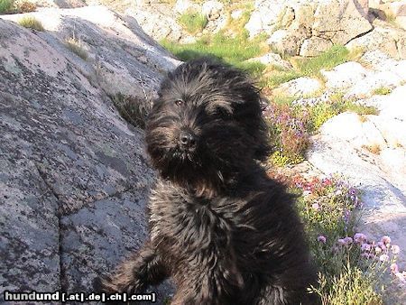 Schapendoes Hunde Foto 16930 in höherer Auflösung ansehen Schapendoes Ole