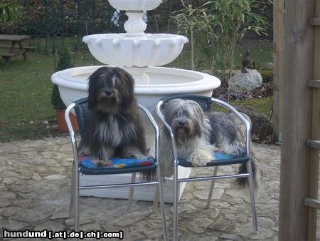 Schapendoes Hunde Foto 19846 Schapendoes Queen Ginny (links) mit ihrem Mami Magali von Rukin