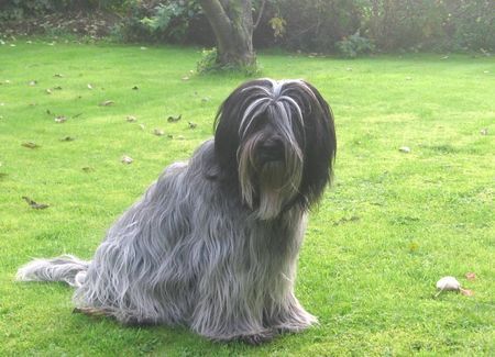 Schapendoes Hunde Foto 40014 in höherer Auflösung ansehen Schapendoes Urie Frieda van Wietse Sebastiaan