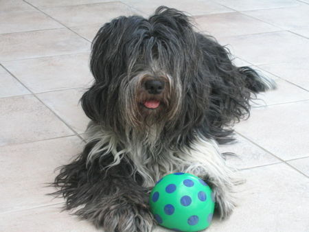 Schapendoes Hunde Foto 28508 in höherer Auflösung ansehen Schapendoes LIBERTIN'S ANTJE