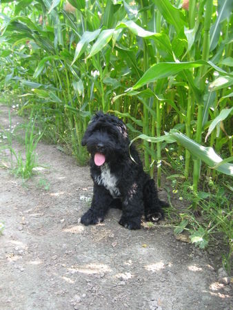 Schapendoes Hunde Foto 41262 in höherer Auflösung ansehen Schapendoes Charlie (vier Monate)