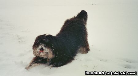 Schapendoes Hunde Foto 18286 in höherer Auflösung ansehen Schapendoes Queen Ginny im Schnee