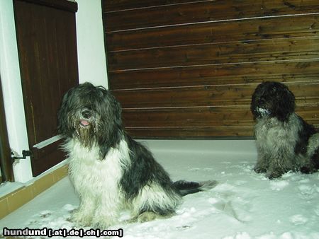 Schapendoes Hunde Foto 8156 Schapendoes Espandrillo und Hobie