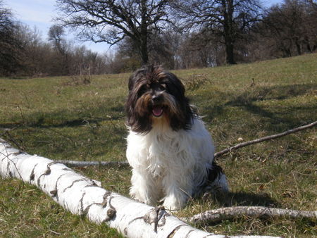 Schapendoes Hunde Foto 41759 in höherer Auflösung ansehen Schapendoes Bounty, 12 Jahre