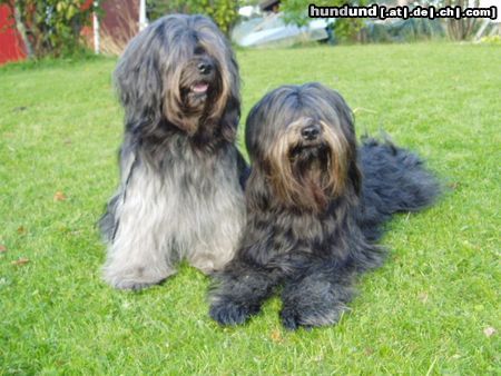 Schapendoes Hunde Foto 18516 in höherer Auflösung ansehen Schapendoes