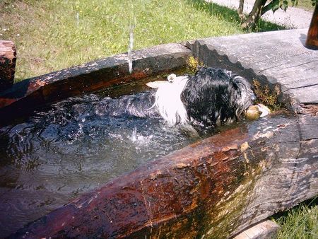 Schapendoes Hunde Foto 28262 in höherer Auflösung ansehen Schapendoes Donja